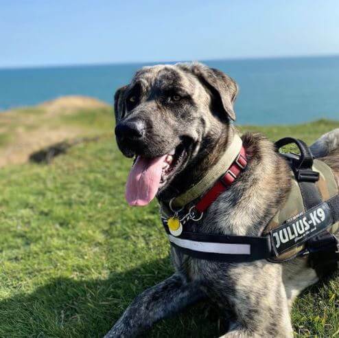 Daniel Martin's dog Ben.
